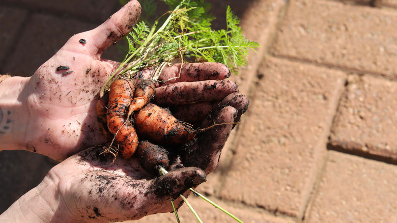 Carrots covered in dirt 