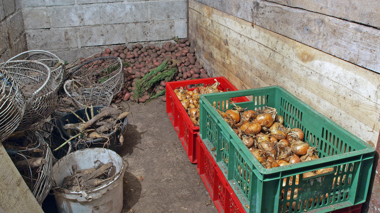 Onions stored in root cellar 