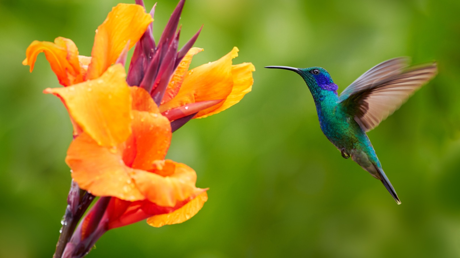 6 DIY Hummingbird Feeders That Are Impossibly Easy To Make