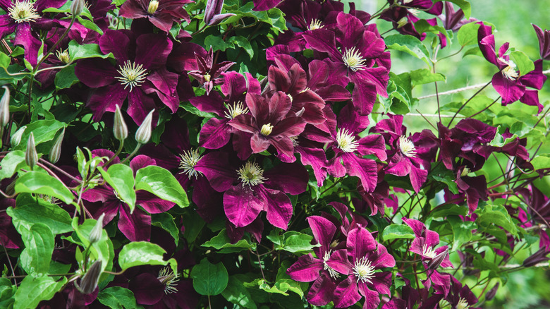 Patch of clematis in bloom