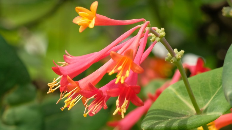 Coral honeysuckle vine in bloom