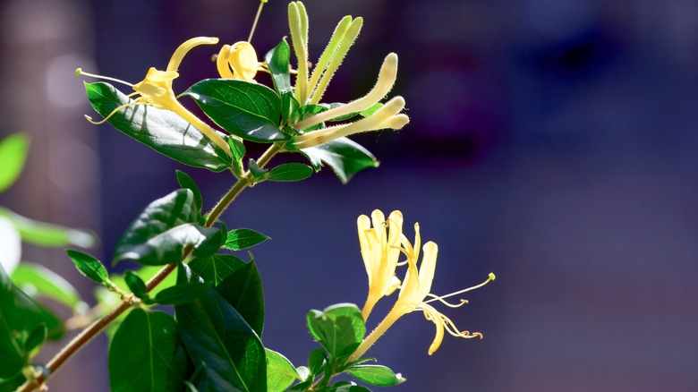 Flowers on yellow honeysuckle vine