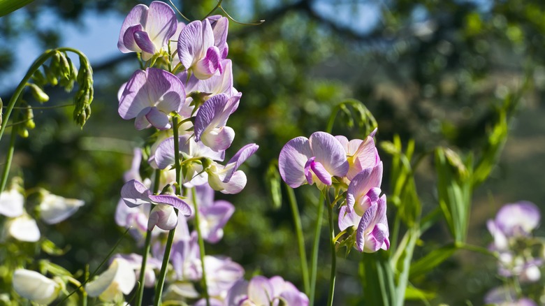 Perennial sweet pea flowers growing