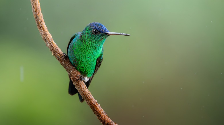 hummingbird sitting on branch