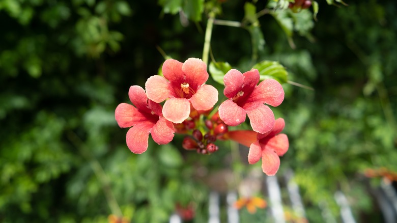 Flowering cross vine flowers