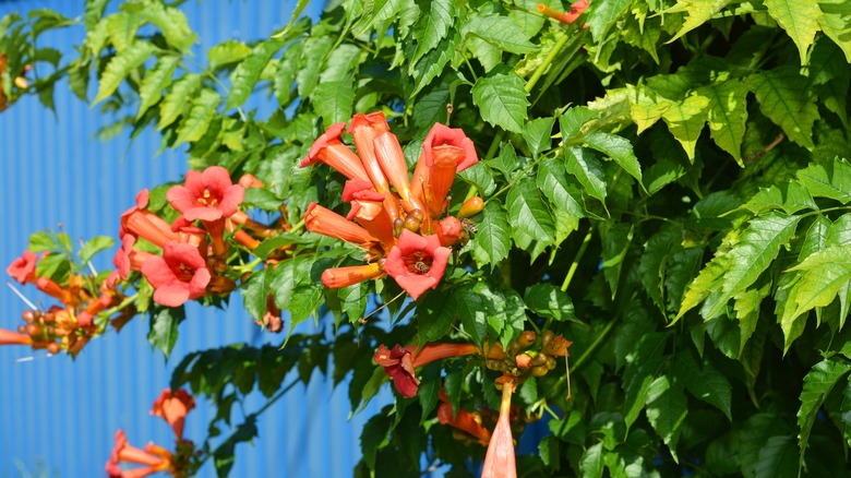 Flowering trumpet vine on fence