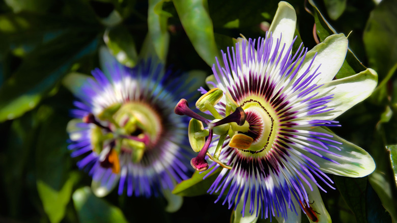 Rich purple passion flower blooming