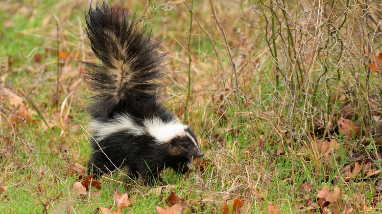 Skunk in woods