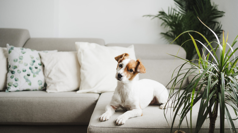 dog on couch