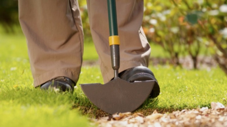 person using a metal garden edger