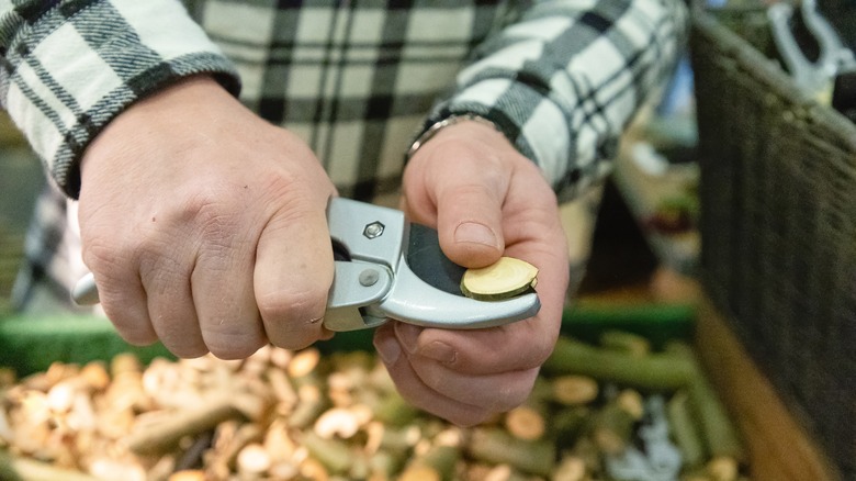 person cutting branch with pruners