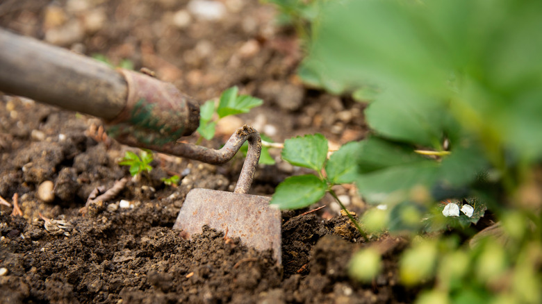 weeding with a garden hoe