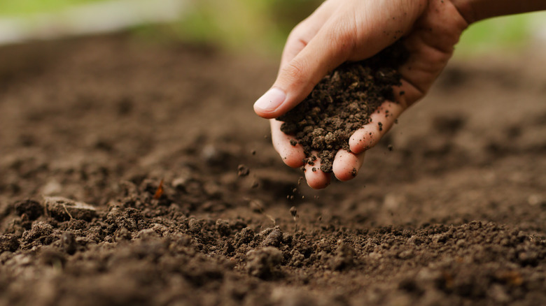 Person holding soil