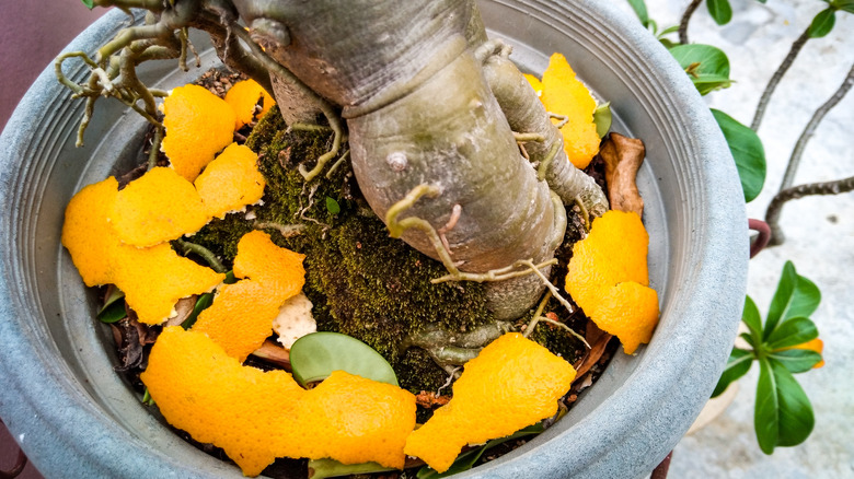 orange peels in soil