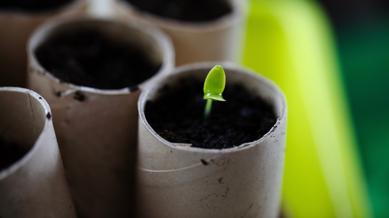 Plant sprouting toilet paper roll