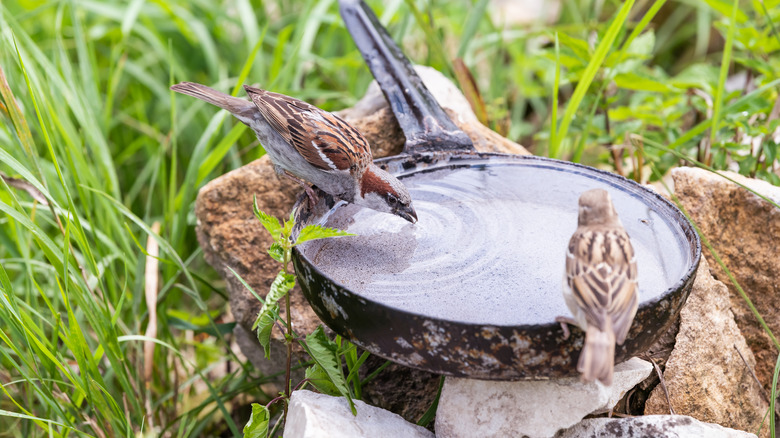 Birds enjoying clean bath