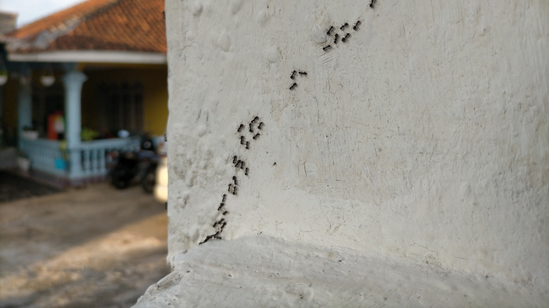 ant trail climbing up stone wall outside houses