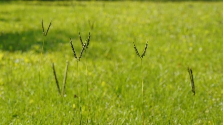 Green bahiagrass on lawn