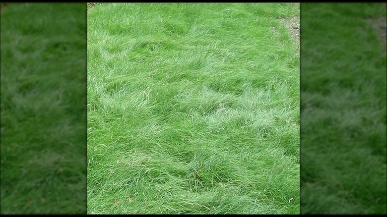 Blue grama with buffalograss