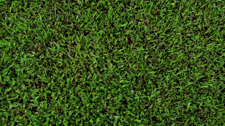 Carpetgrass on lawn