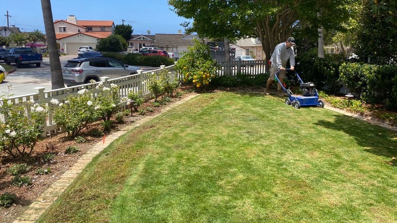 Person mowing seashore paspalum