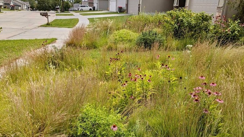 Side-oats grama as turfgrass