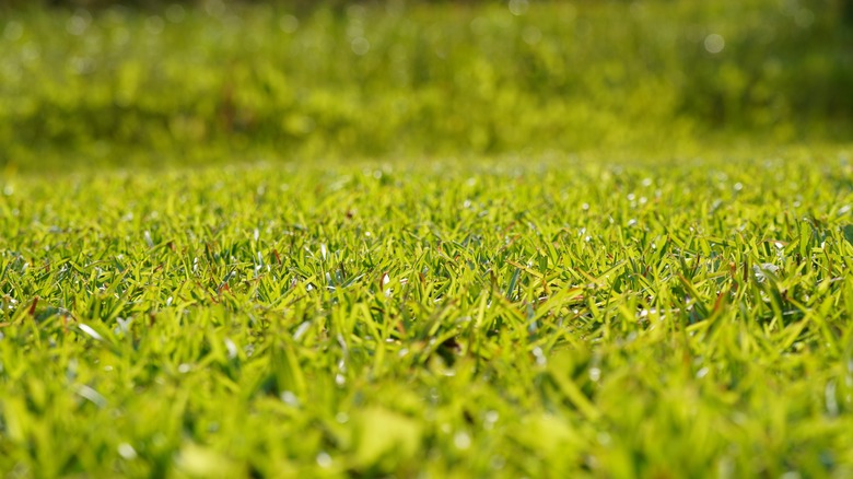 Buffalo grass on lawn