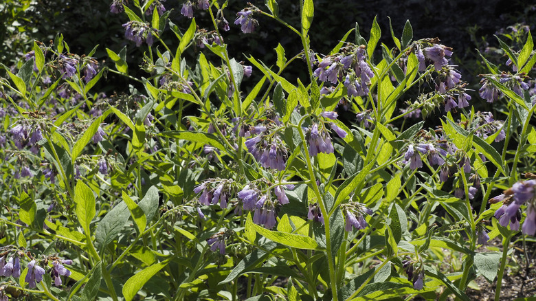 Comfrey plants growing wild