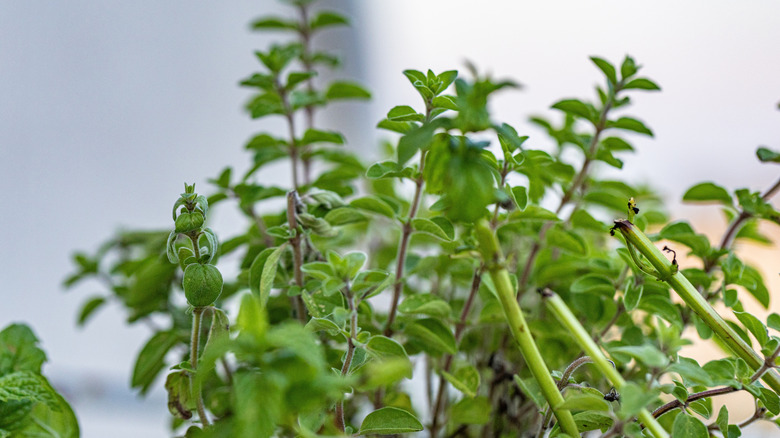 Closeup of marjoram leaves