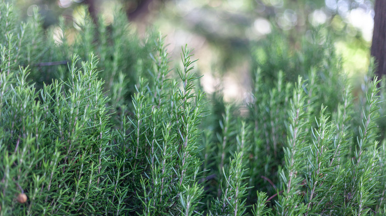 Sprigs of rosemary growing in a garden