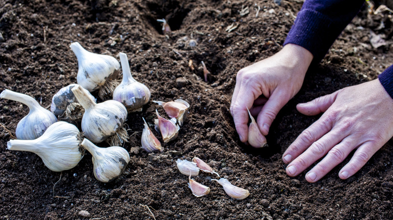 Person planting cloves of garlic