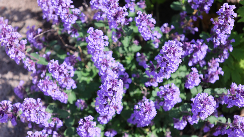 Purple catnip flowers in bloom