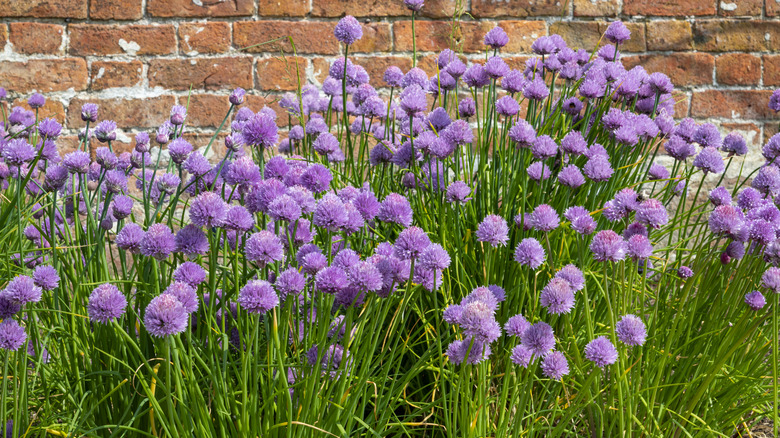 Purple chive flowers in bloom