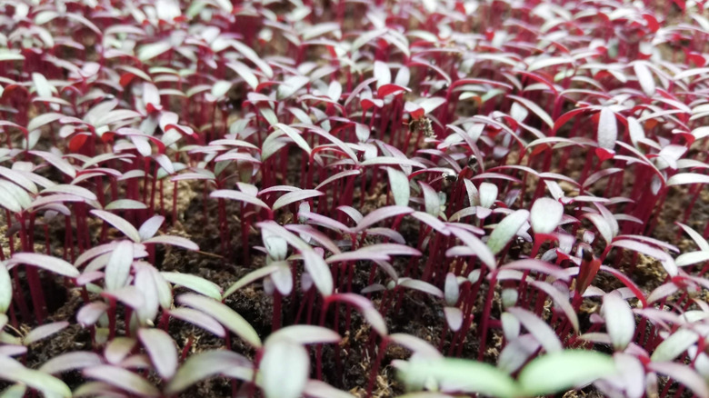 Purple amaranth sprouts growing in a field