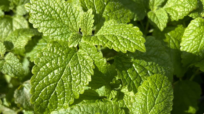 Closeup of lemon balm leaves