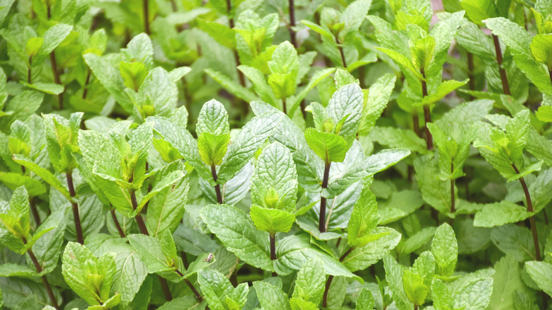 Mint plants growing