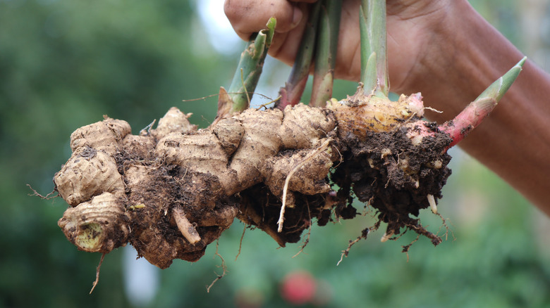 Person holding ginger rhizomes