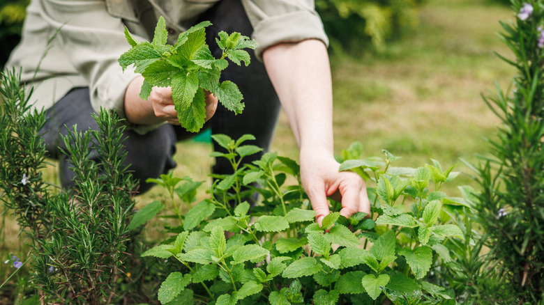 Woman picking mint leaves