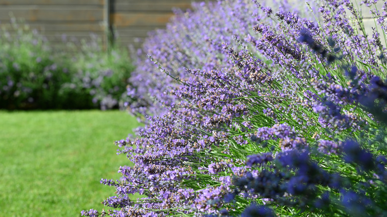 Lavender plant in garden