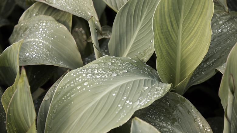 Water droplets on turmeric leaves