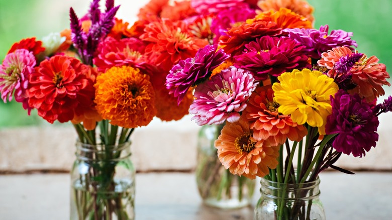 Zinnias arranged in mason jars