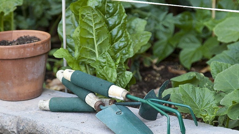 A closeup of a section of a retaining wall that has been planted with vegetables and some garden tools and a pot on top of the capping of the wall