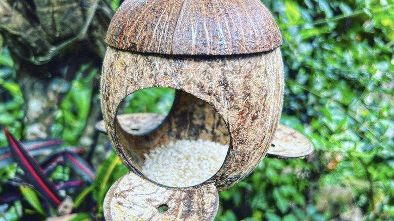 Coconut shell bird feeder