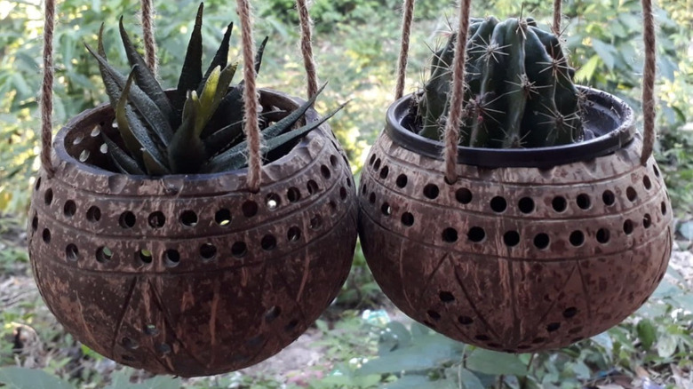 Hanging planters made from coconut shells