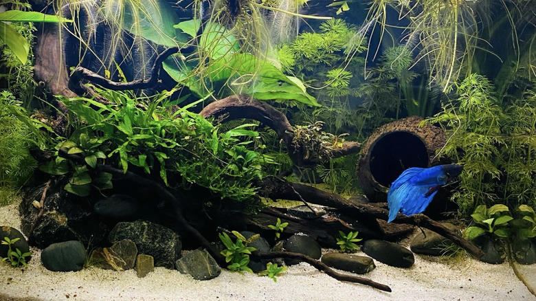 Coconut shell in fish tank