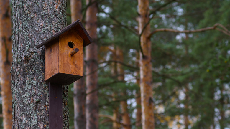 Brown birdhouse in tree