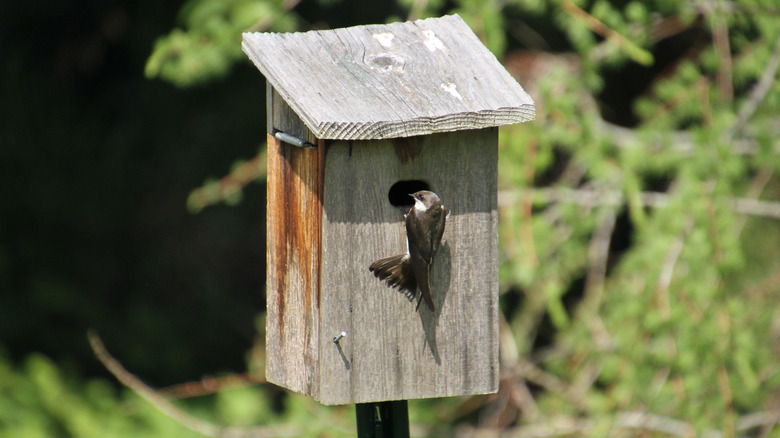 Bird in gray wood birdhouse