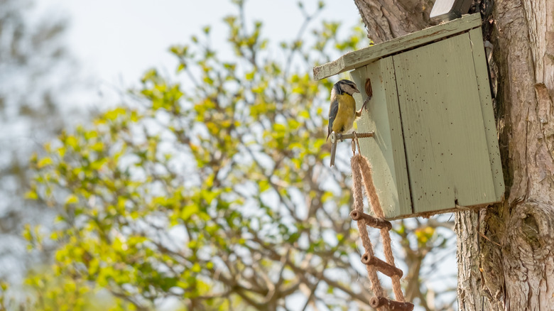 Sage green birdhouse with bird