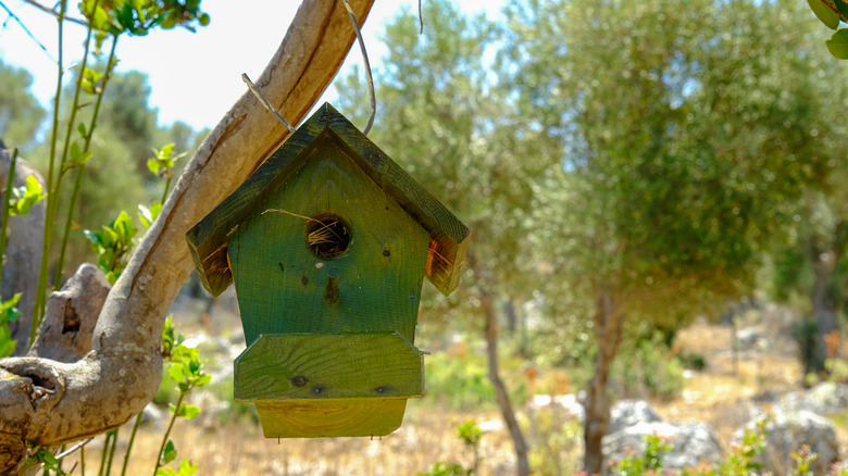 Green birdhouse on tree branch