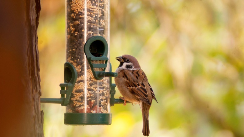 Bird eating a feeder hanging from a tree